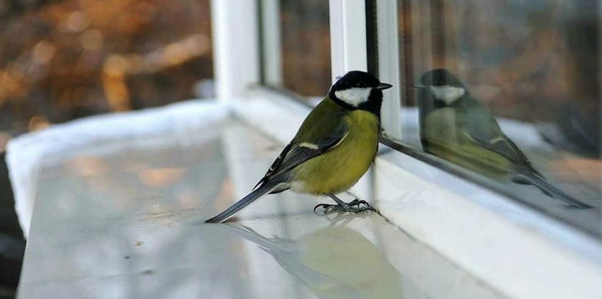 Если птица постучала в окно: что значит такая примета
