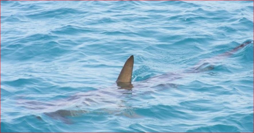 Акулы атакуют: у американского побережья хищники создают агрессивные стаи