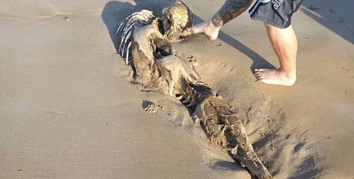 Загадочное существо выбросилось на пляж: в Австралии нашли останки, похожие на русалку