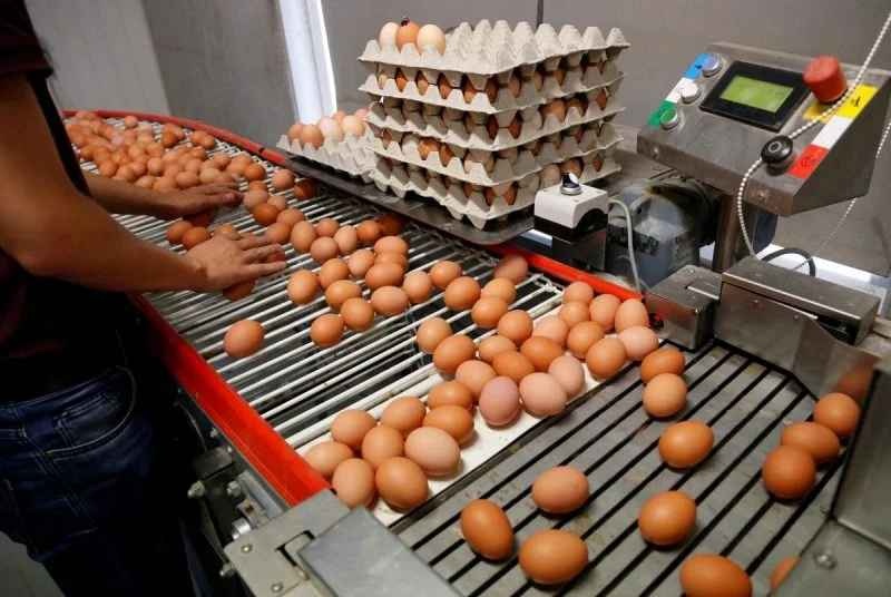 Яйця будуть "золоті": експерт розповів, коли підвищаться ціни на продукт