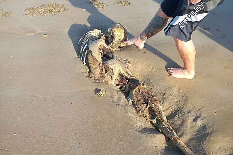 На австралийский пляж выбросило скелет, похожий на русалку: местные жители в недоумении