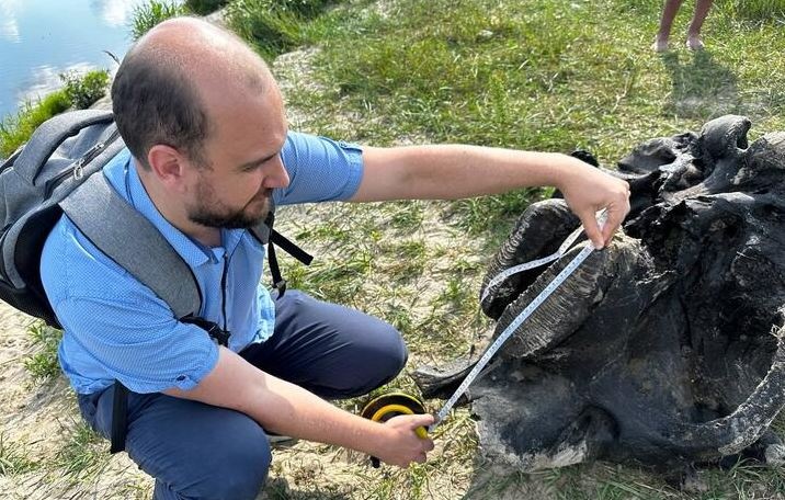 В Беларуси из реки достали останки мамонта