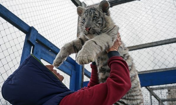 В московском цирке умер украденный из зоопарка Мариуполя тигренок