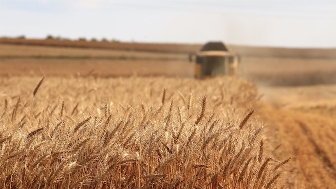 Минагрополитики улучшило прогноз сбора зерновых в Украине