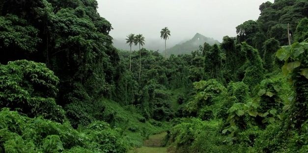 Катастрофа для Земли: ученые обеспокоены судьбой тропических лесов