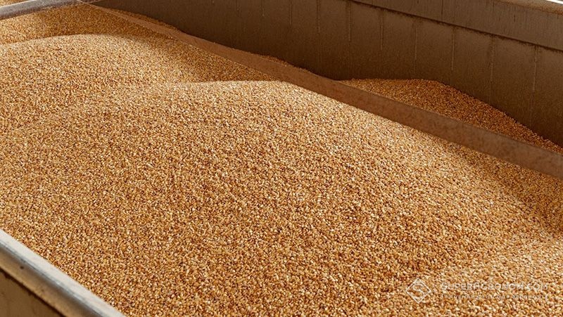 Парламент Болгарии поддержал отмену запрета на импорт украинского зерна