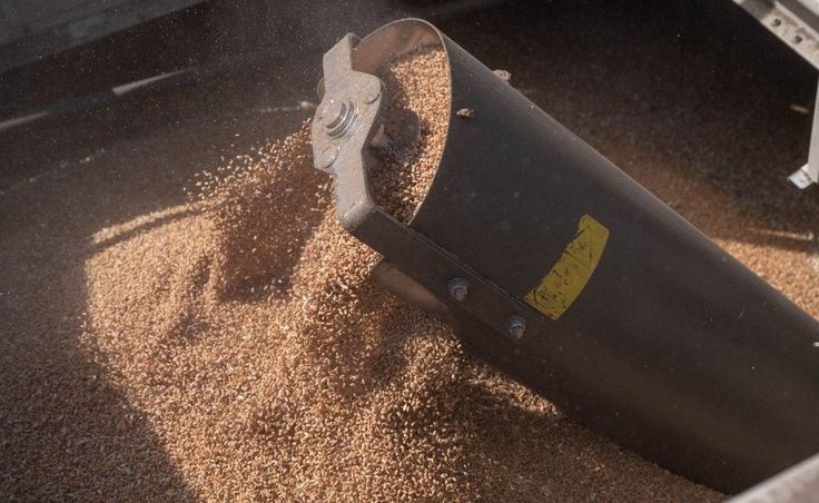 Страны-соседки призвали Украину отозвать свою жалобу из-за зерна