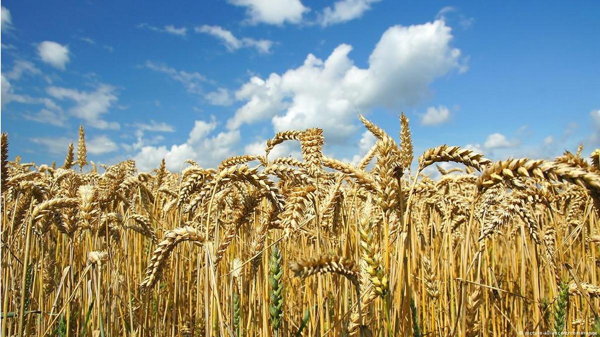 Цены на пшеницу рекордно снизились - Bloomberg