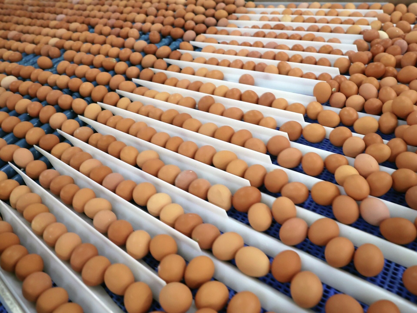 В Україні помітно подорожчали курячі яйця: цінники переписали