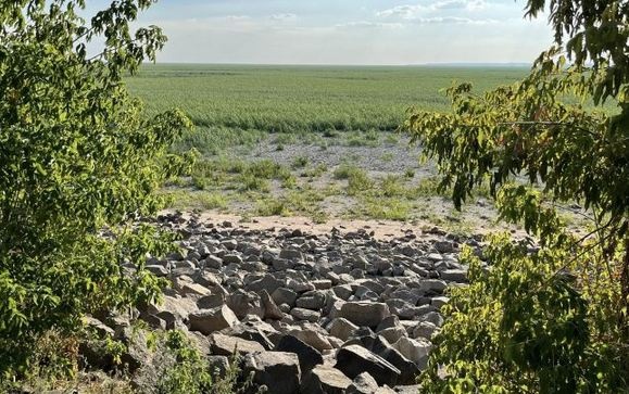 Каховское водохранилище стремительно превращается в лес: эколог рассказал, что происходит