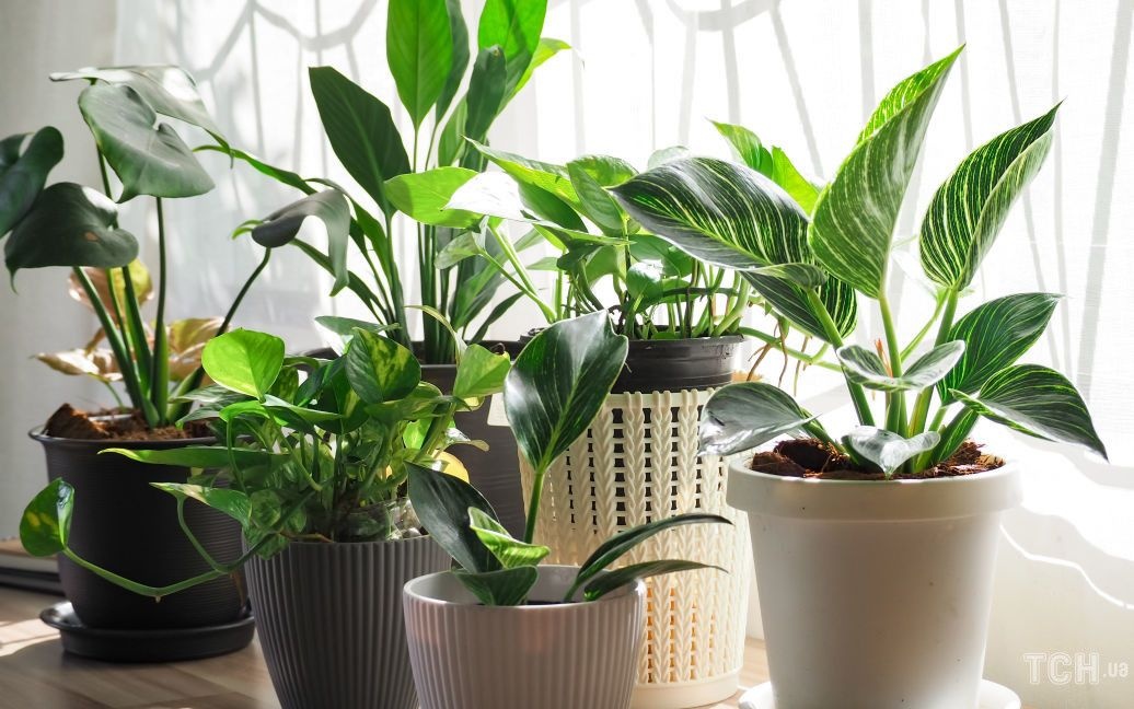 Период покоя: как подготовить комнатные растения к зиме