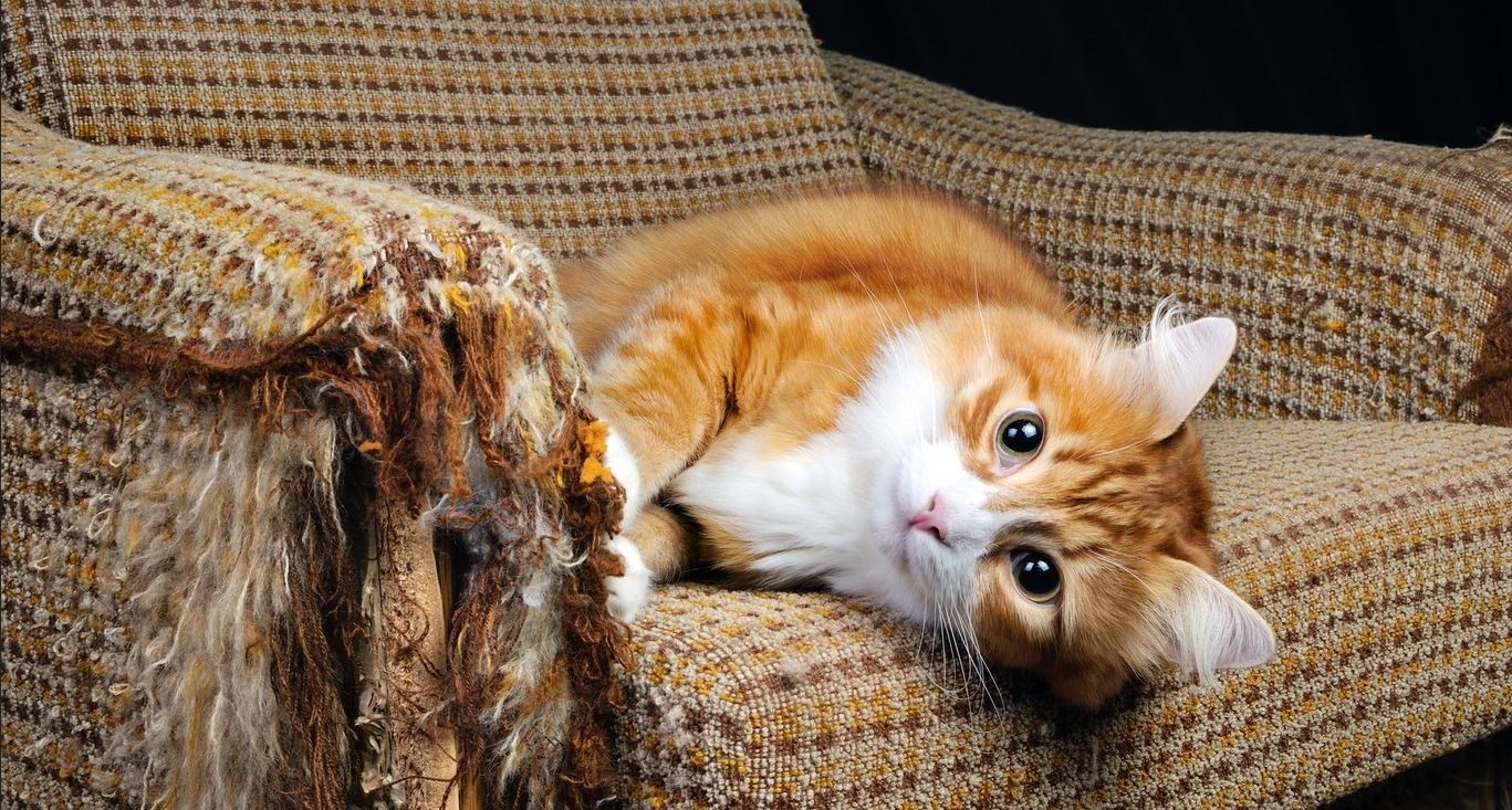 Как навсегда отучить кота царапать мебель: простой способ