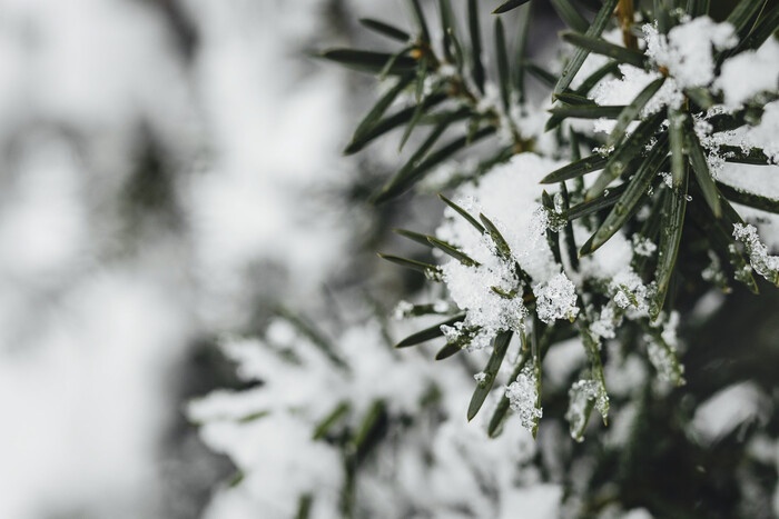 Морозы, дожди и теплый Новый год: метеоролог озвучила прогноз погоды на зиму