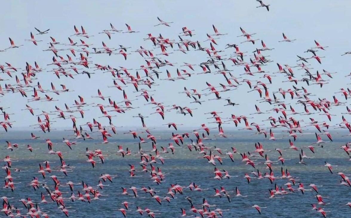 Заповедник на Одесчине "оккупировали" более тысячи розовых фламинго