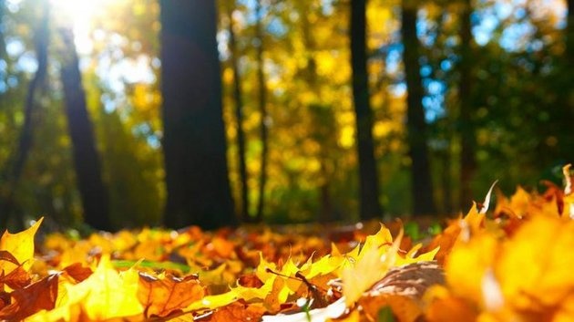 Якої погоди чекати у листопаді: синоптики говорять про теплий та посушливий місяць