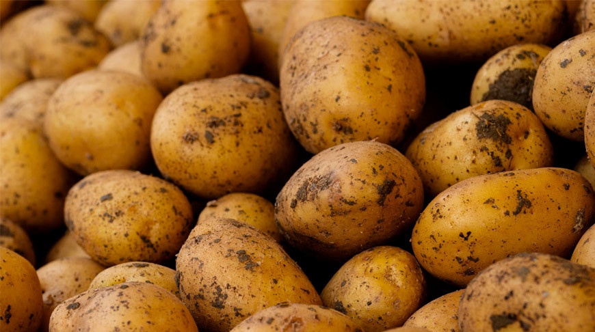 Цены на картофель: почему стремительно дорожает самый популярный овощ