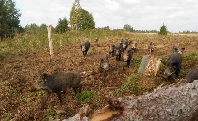 Український кабан не пропустив російську ДРГ через кордон: противник має жертви