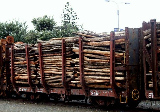 Наближається світовий дефіцит деревини та паперу: вчені назвали причину