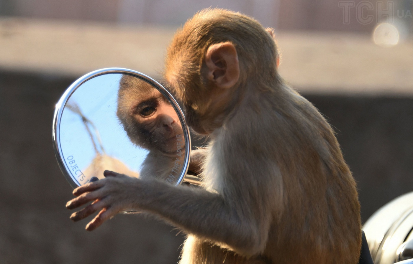 Вчені дізналися, які тварини можуть розпізнати себе у дзеркалі