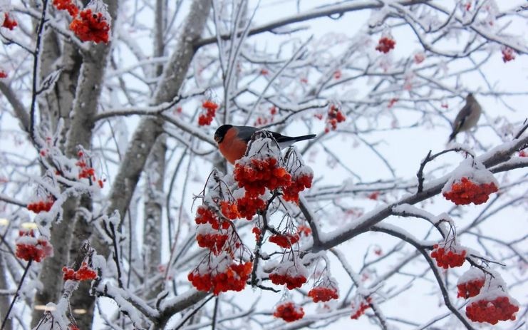 Зима преподнесет сюрприз: 11 декабря погода в Украине резко изменится