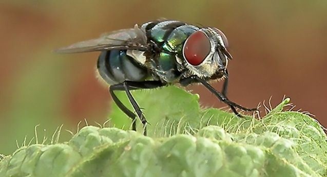 Виявлено новий штам паразитарної інфекції, яку поширюють мухи