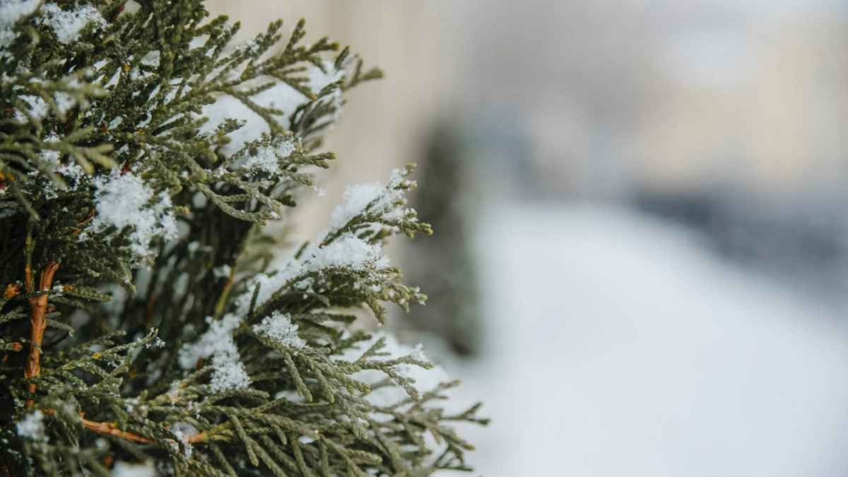 Синоптики прогнозируют в ближайшие дни снег и колючий мороз
