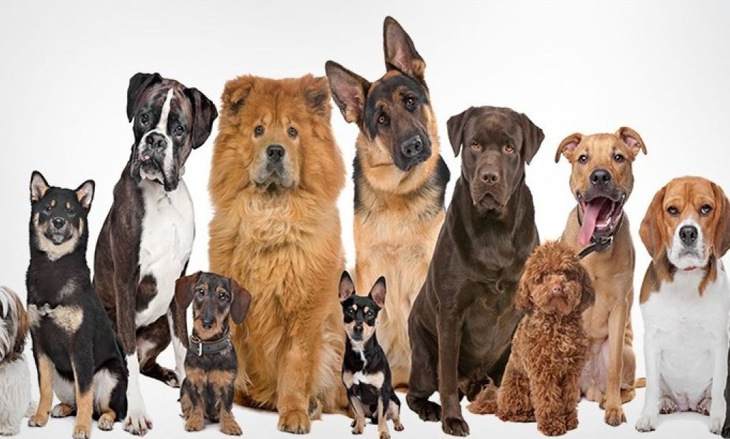 Які породи собак найпопулярніші в Україні