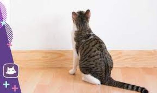 Почему кот смотрит в стену и почему это пугает и  и настораживает