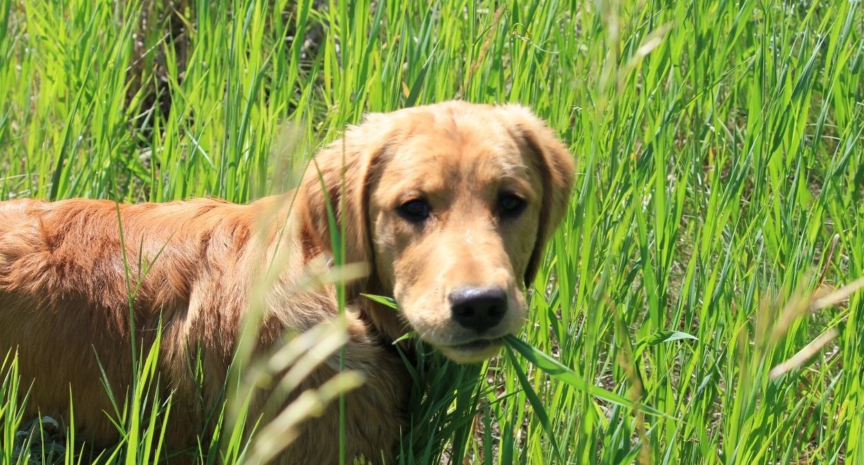Зачем собаки едят траву: врач раскрыл секрет поведения псов