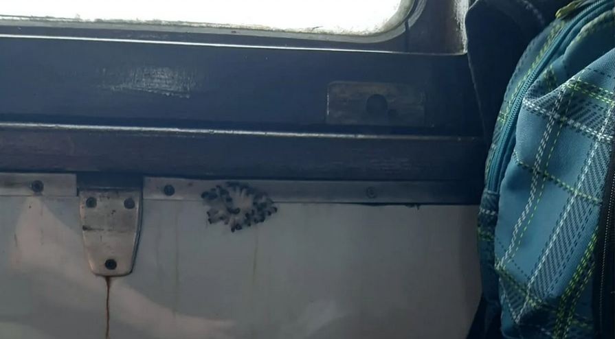 В поезде Укрзализныци выросли грибы: реакция пассажиров