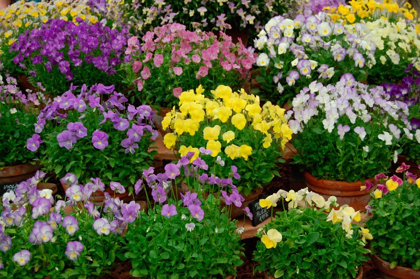 Многоцветные виолы: популярные сорта для вашего сада