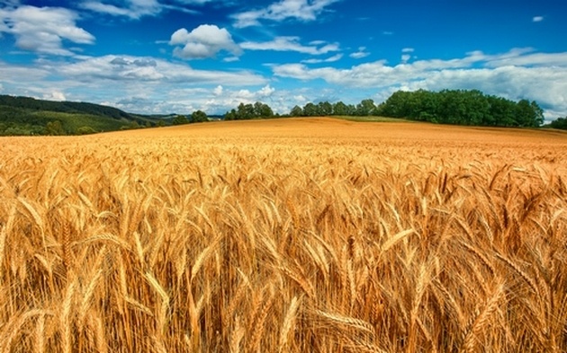 Посевная: украинские аграрии засеяли одной культурой половину полей