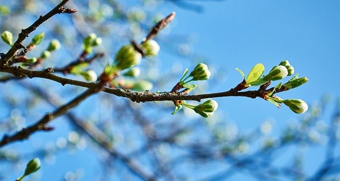 Когда в Украину вернется весна: прогноз синоптика на ближайшие дни