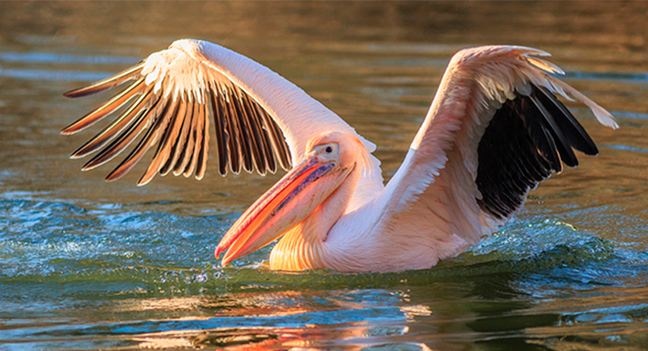 До "Тузловських лиманів" прилетіли перші зграї рожевих пеліканів