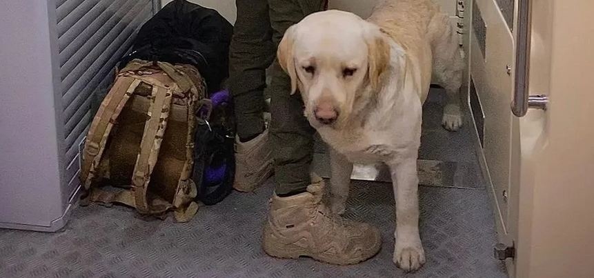 Скандал з "Укрзалізницею": військовий та службовий собака змусили ухвалити важливе рішення