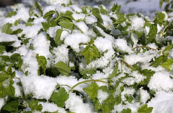 В Украине ожидаются заморозки: названа дата резкого похолодания