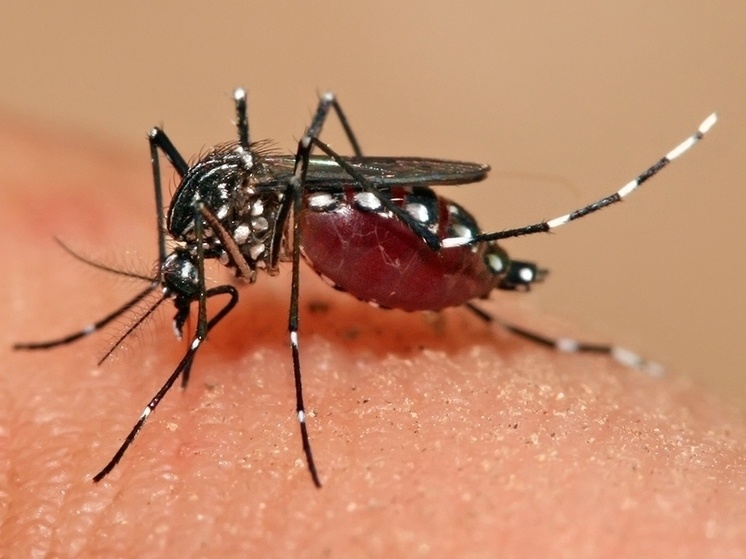 Європейців попередили про швидке зростання кількості випадків лихоманки денге на континенті