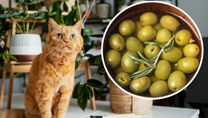 Чому коти божеволіють від оливок і скільки їх можна давати