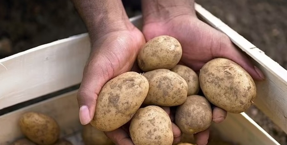 Ціни на картоплю стрімко знижуються: скільки коштує кілограм