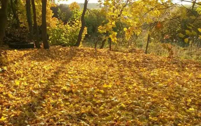 Бабье лето в Украине: когда в страну вернется тепло