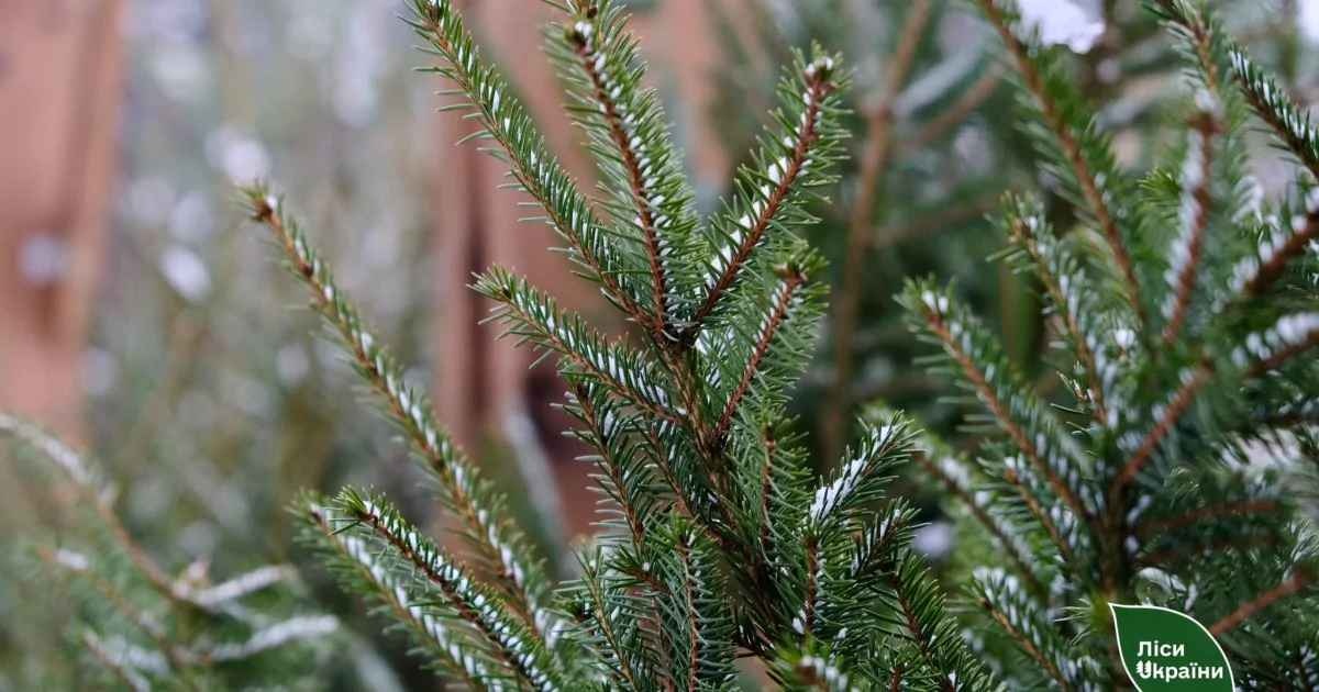 В Киеве стартовали елочные ярмарки: цены от прошлого сезона слишком не изменились