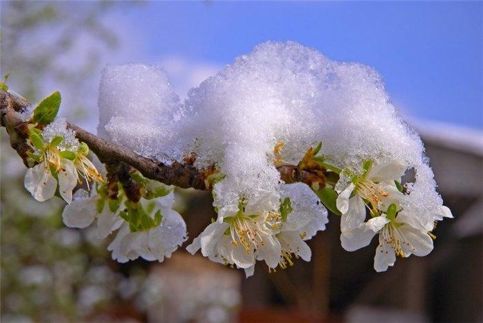 Через сильні заморозки в Україні очікується значне скорочення врожаю, - експерт