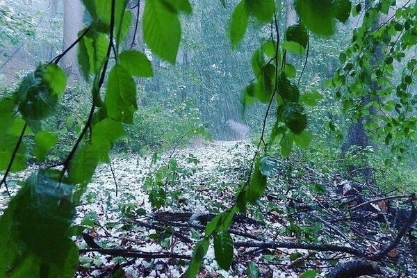 Украину накроют дожди и грозы: сухо будет лишь в нескольких областях