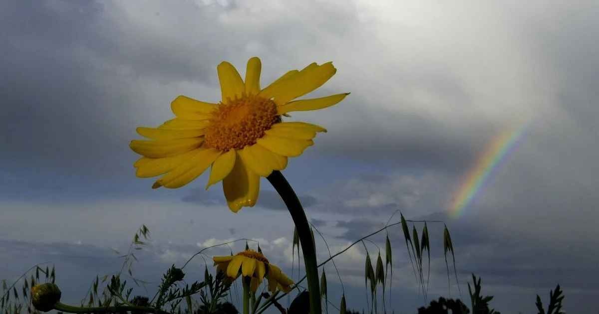 Украину накроют дожди: в каких регионах еще будет солнечно