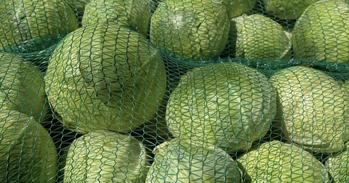 В Украине подешевела капуста: какая теперь цена на овощ