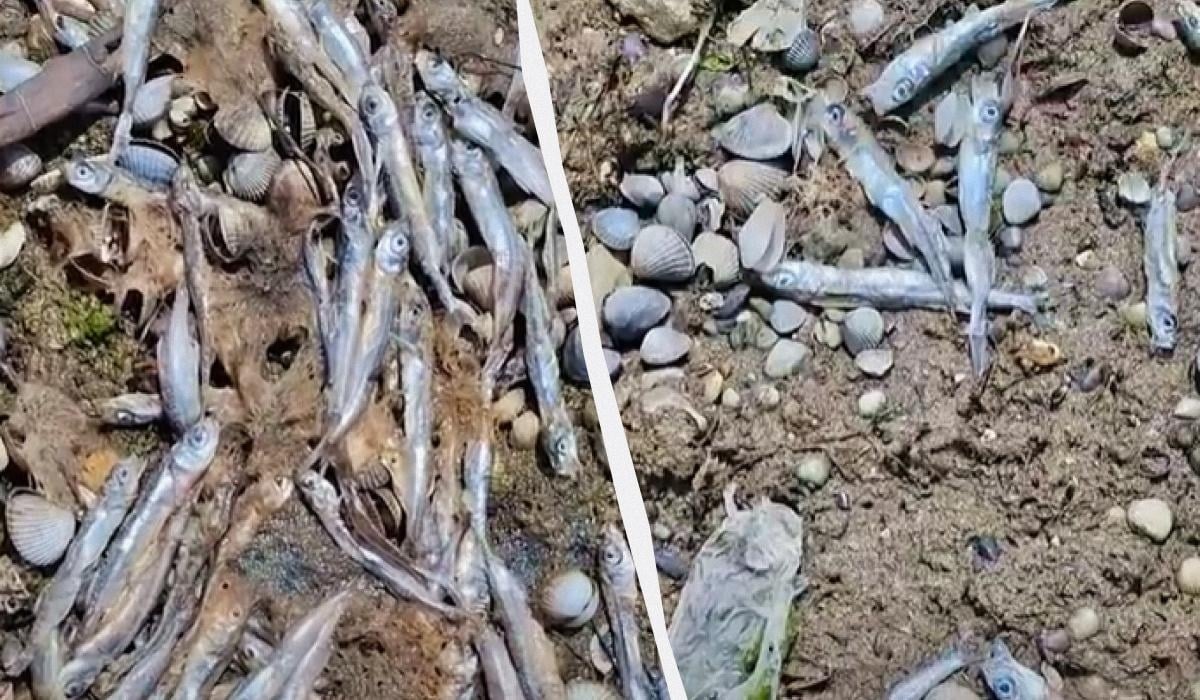 Авария танкеров в Черном море: в Одесской области на побережье выбросило большое количество мертвой рыбы