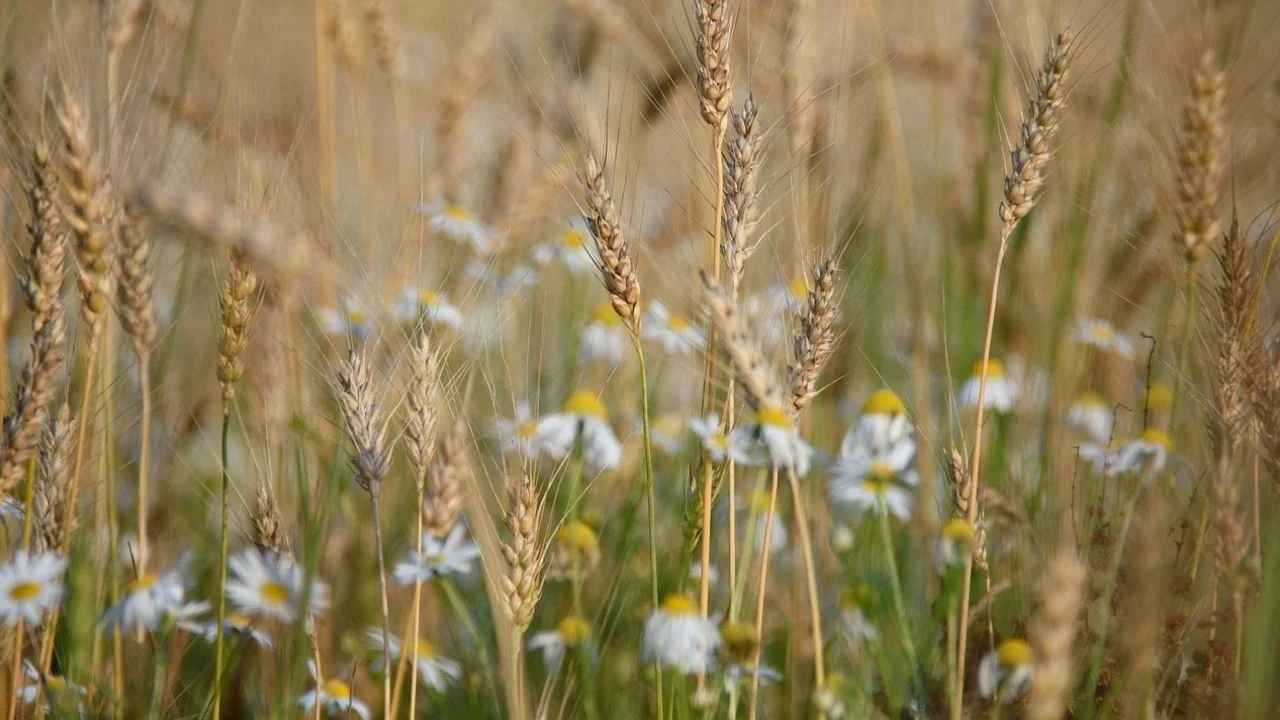 Местами кратковременные дожди, но тепло: прогноз погоды на сегодня