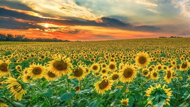 Серпень в Україні розпочнеться без сильної спеки