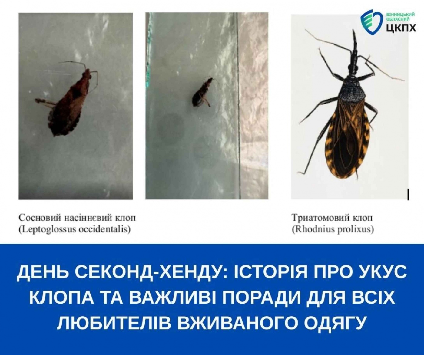 клоп