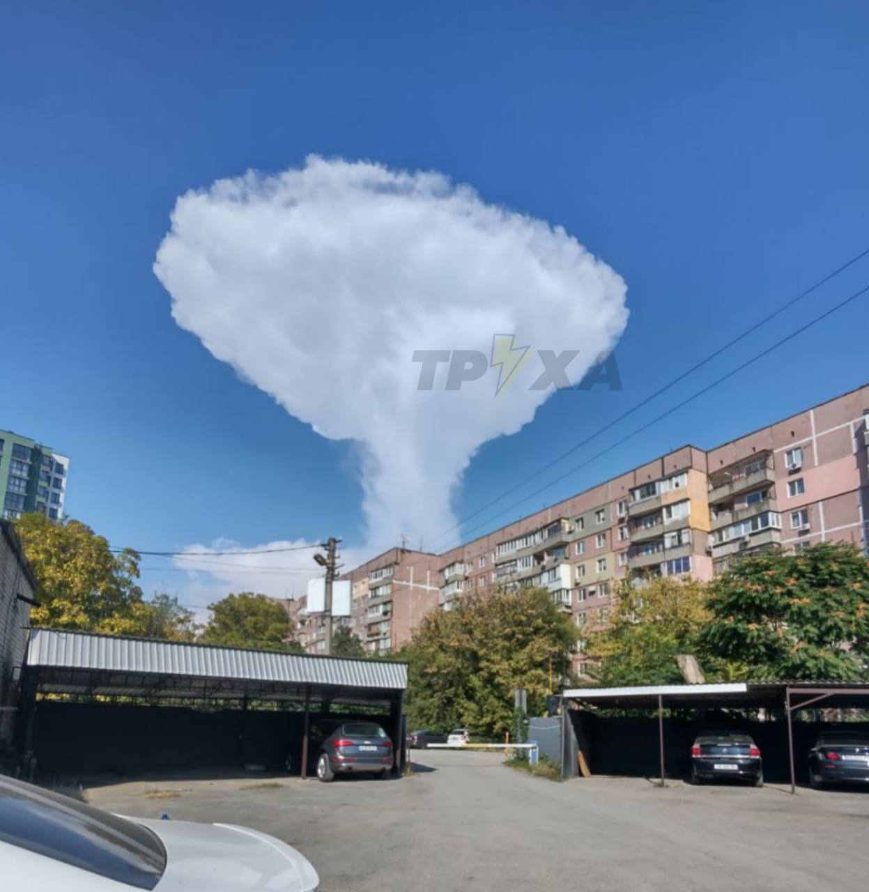 гриб